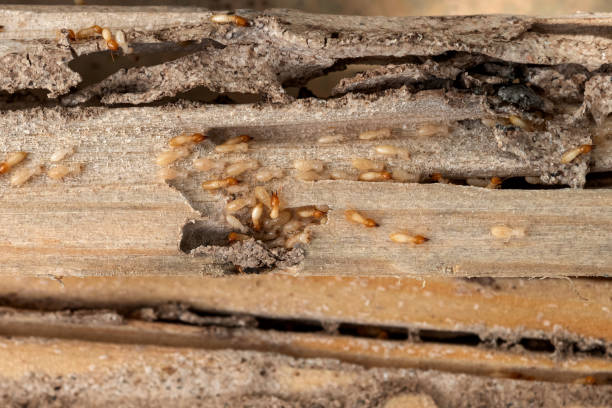 Pest Prevention Services in Hartford, KY