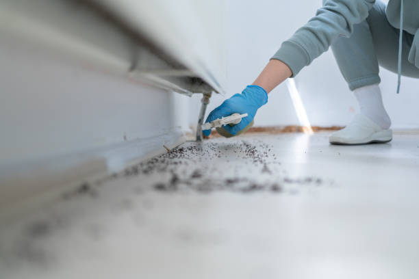 Flea Control Services in Hartford, KY